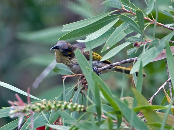 White-streaked Honeyeater whstreak_honeyeater_121247.psd