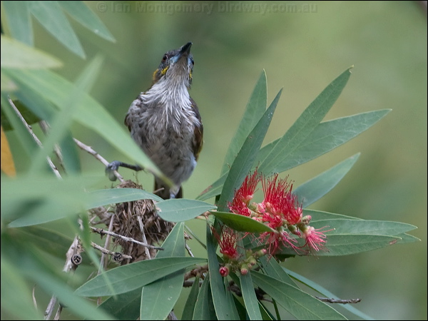 White-streaked Honeyeater whstreak_honeyeater_121265.psd