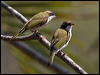 whitethroathoneyeater02772