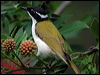 whitethroathoneyeater15903