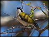 whthroat_honeyeater_167301
