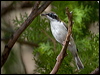 whthroat_honeyeater_167367
