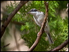 whthroat_honeyeater_167371
