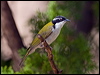 whthroat_honeyeater_167376
