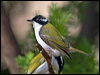 whthroat_honeyeater_167404