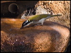 whthroat_honeyeater_189028