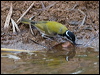whthroat_honeyeater_93697