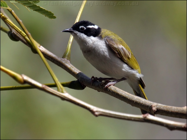 White-throated Honeyeater whitethroathoneyeater02749.jpg