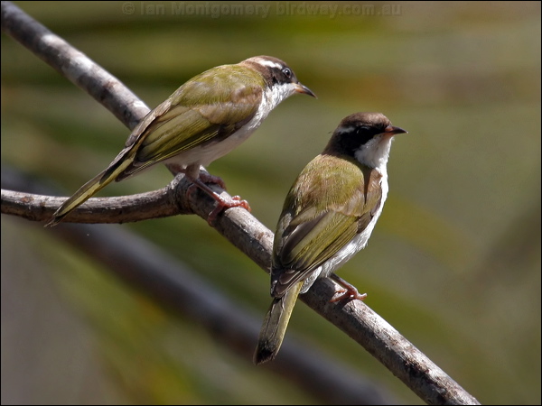 White-throated Honeyeater whitethroathoneyeater02772.jpg