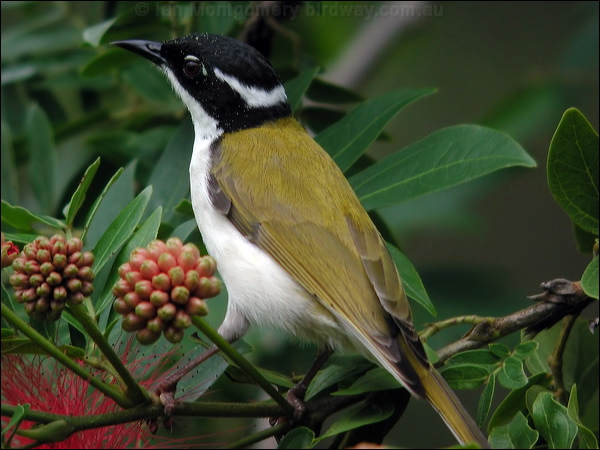 White-throated Honeyeater whitethroathoneyeater15903.jpg