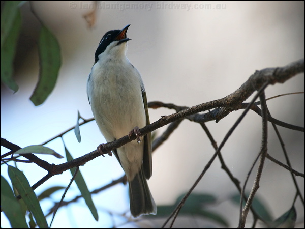White-throated Honeyeater whitethroathoneyeater57710.jpg