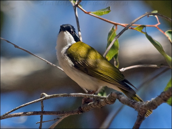 White-throated Honeyeater whthroat_honeyeater_167301.psd