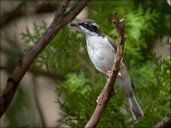 White-throated Honeyeater whthroat_honeyeater_167367.psd