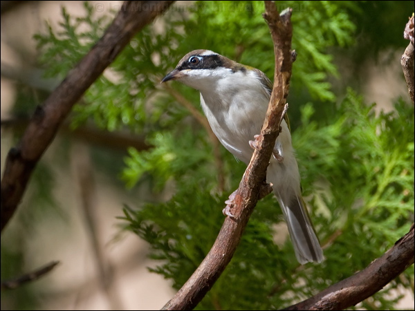 White-throated Honeyeater whthroat_honeyeater_167371.psd