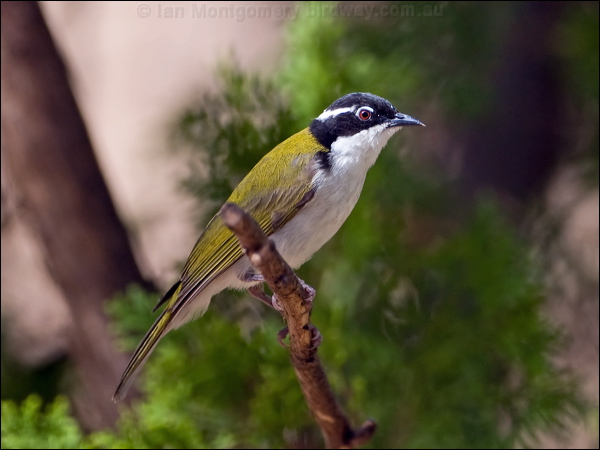 White-throated Honeyeater whthroat_honeyeater_167376.psd