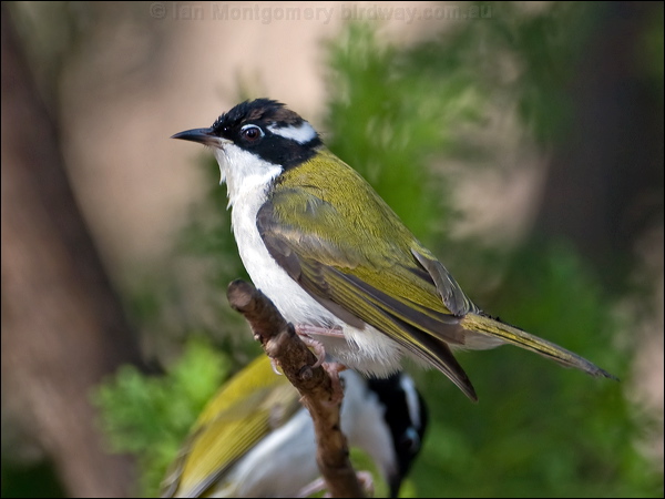 White-throated Honeyeater whthroat_honeyeater_167404.psd