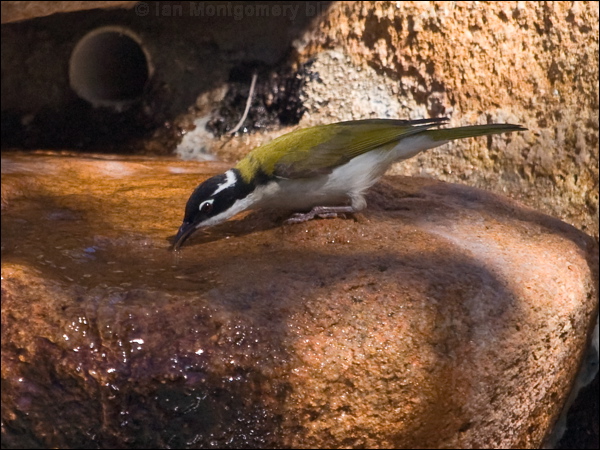 White-throated Honeyeater whthroat_honeyeater_189028.psd