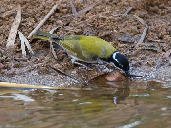 White-throated Honeyeater whthroat_honeyeater_93697.psd