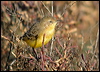 yellow_chat_40166