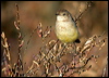yellow_chat_40178