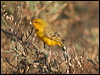 yellow_chat_40208