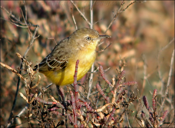 Yellow Chat yellow_chat_40166.psd