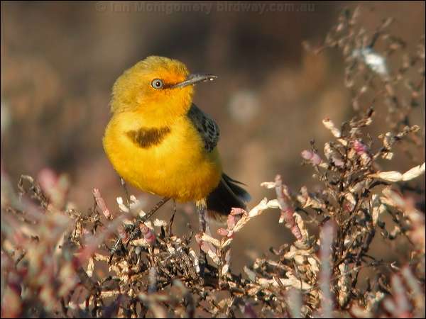 Yellow Chat yellow_chat_40197.psd