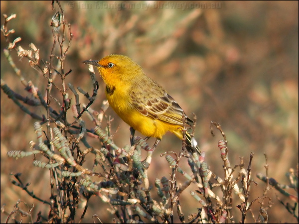 Yellow Chat yellow_chat_40208.psd