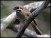 Click here to enter gallery and see photos/pictures/images of Yellow Faced Honeyeater
