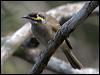 yellowfacehoneyeater015566