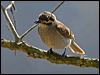 yellowfacehoneyeater155534
