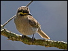 yellowfacehoneyeater155535
