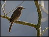 yellowfacehoneyeater155548