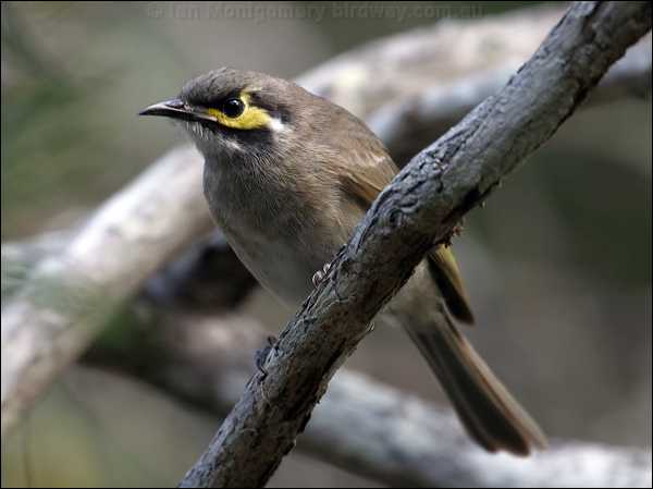 Yellow-faced Honeyeater yellowfacehoneyeater015566.jpg