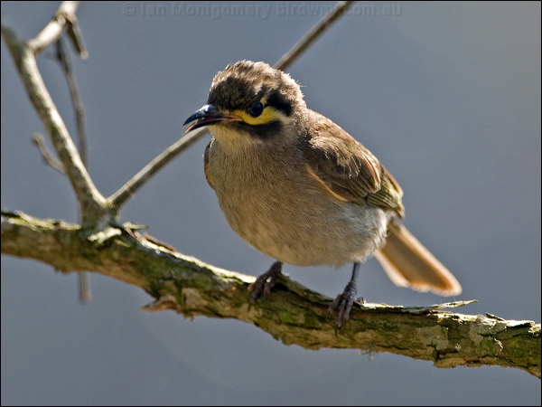 Yellow-faced Honeyeater yellowfacehoneyeater155534.psd