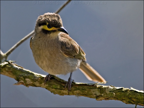 Yellow-faced Honeyeater yellowfacehoneyeater155535.psd