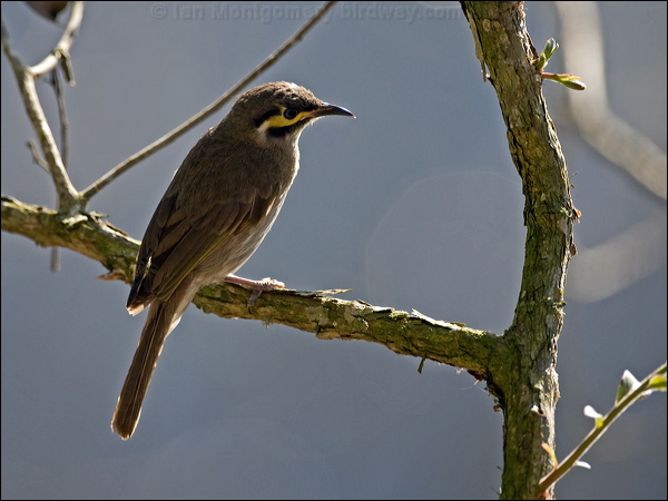 Yellow-faced Honeyeater yellowfacehoneyeater155548.psd