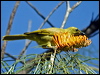 yellow_honeyeater_10257