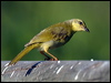 yellow_honeyeater_13749