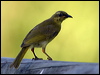 yellow_honeyeater_13760