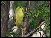 yellow_honeyeater_167488