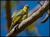 yellow_honeyeater_180406