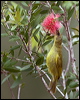 yellow_honeyeater_183944