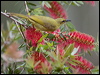 yellow_honeyeater_183955
