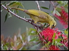 yellow_honeyeater_183959