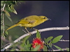 yellow_honeyeater_189356