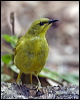yellow_honeyeater_81085