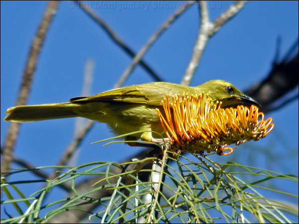 Yellow Honeyeater yellow_honeyeater_10257.jpg