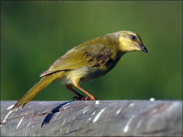 Yellow Honeyeater yellow_honeyeater_13749.jpg