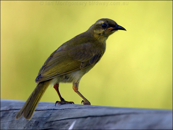 Yellow Honeyeater yellow_honeyeater_13760.jpg